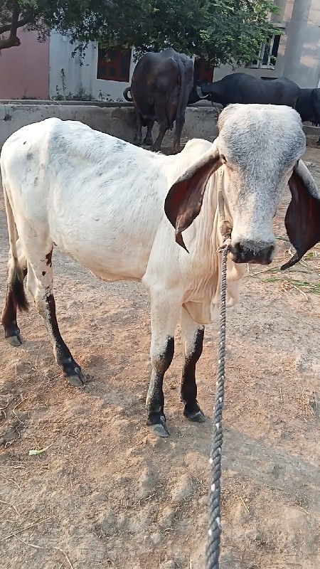 વાદળી. પેશવાની...