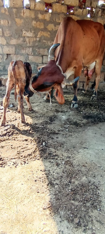 ભુરી ગાય વેસવાન...