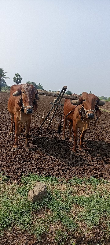 ગોઢલા