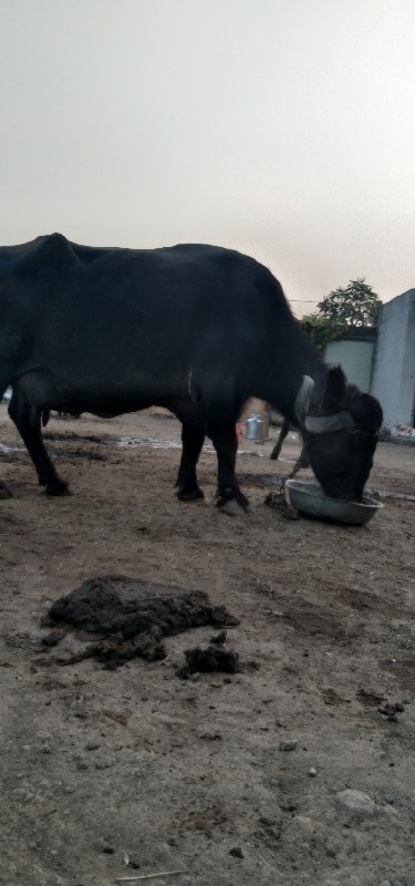 ભેંશ વેસ્વાની સ...