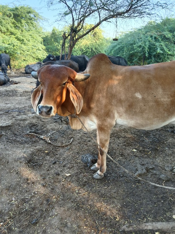 ગાય વેચવાની છે.