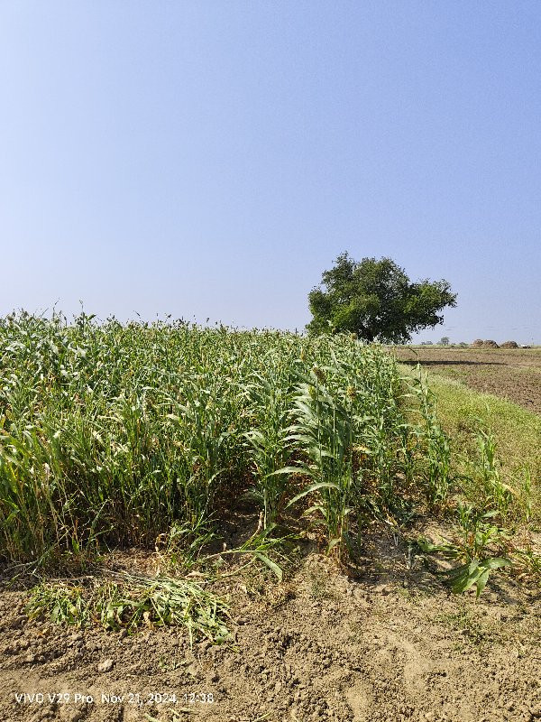 જવાર છે (સાર) લ...