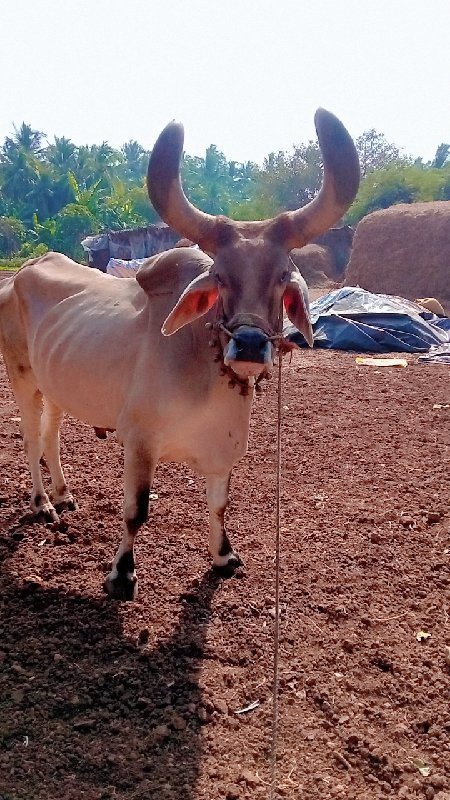 બળદ વેચવા નો છે