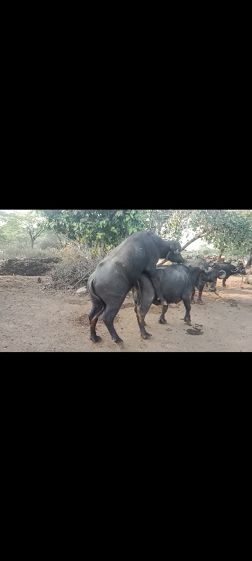 ગાય વેચવાની છે