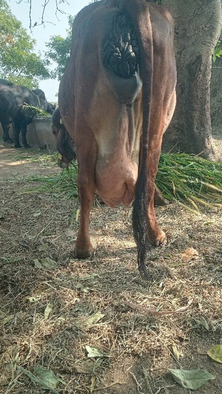 ગાય વેચવાની છે