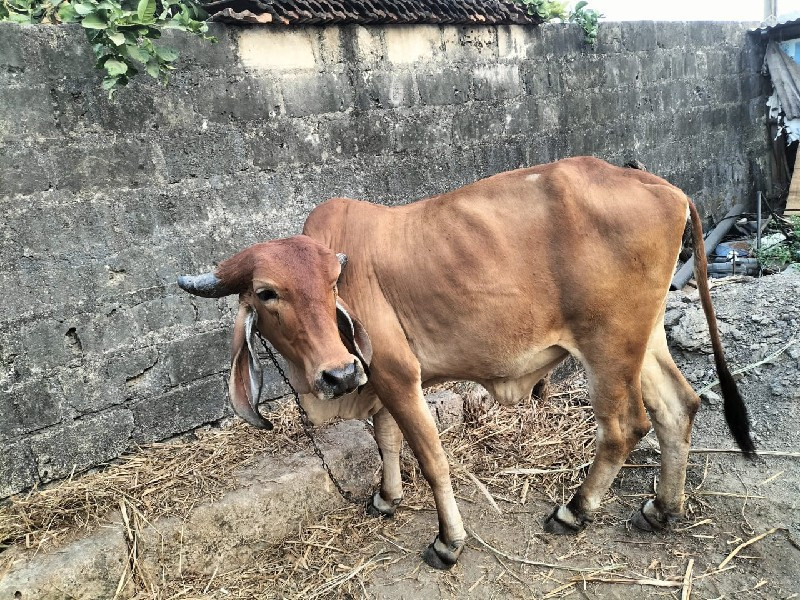 સાવ સોજી છે