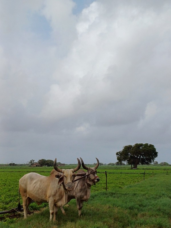 બળદ