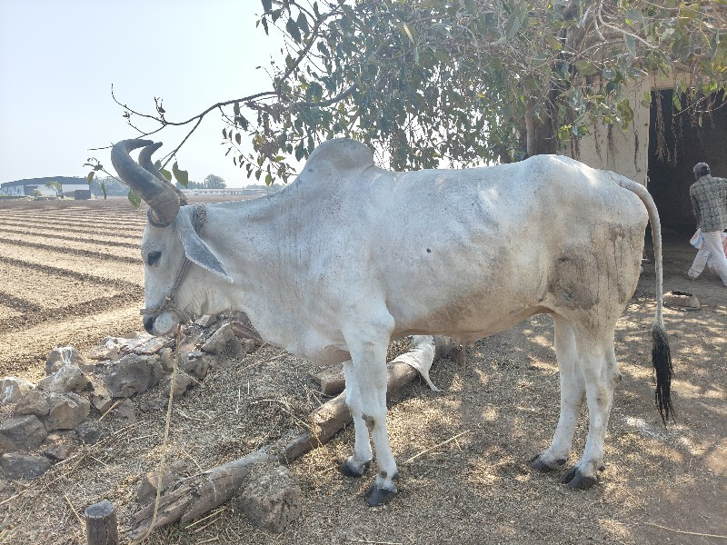 એક બળદ વેચવા નો...