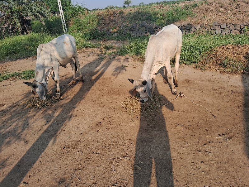 ગોઠલા વેસવા ના...