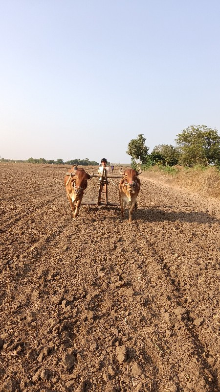 બળદ વેચવાના છે