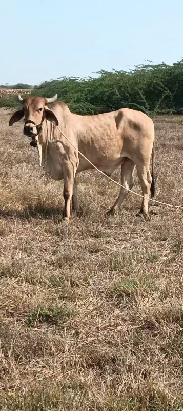 વેચવાનું છે