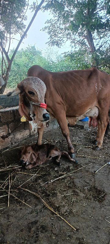 તાજી વિયાણેલી ગ...