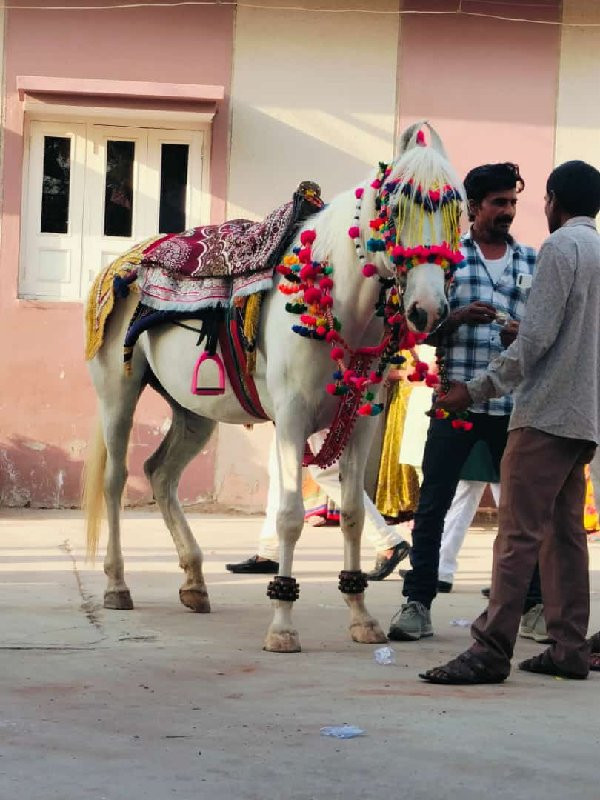 આ ઘોડી વેચવાની...