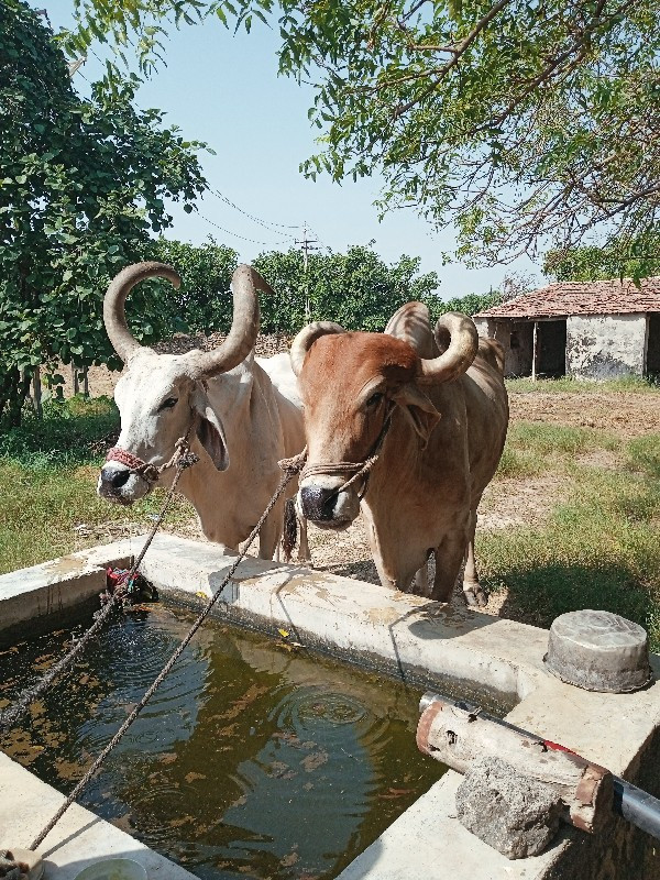 બળદ ની જોડ વેચવ...