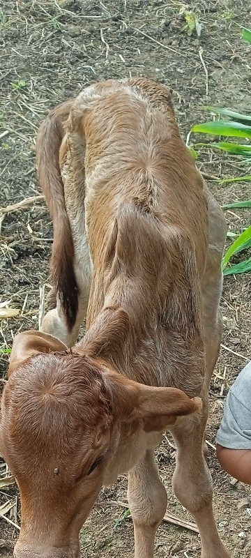 ગાય પેલુવેતરસે....