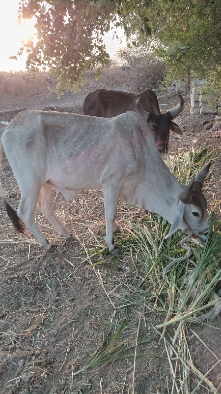 બળદ ગોઢલા