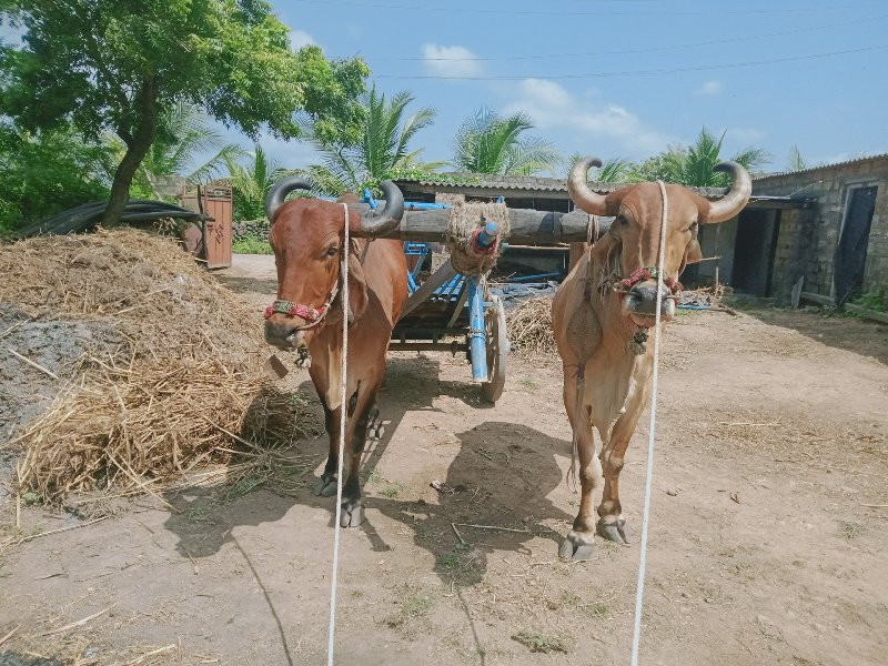 બળદ વેચવા ના છે