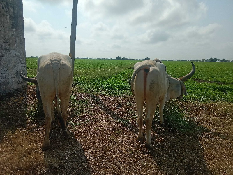 બીજીધરનાબરધવેસવ...