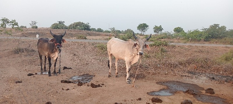 ગોધલા વેચવાના છ...