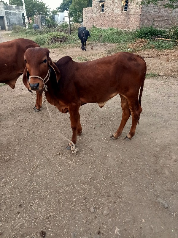 ખડેલુ અને પાડી