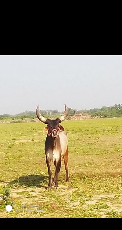 ઘોધલો વેસવા નો...