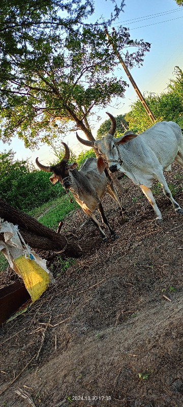 ગોધરા વેચવાના છ...