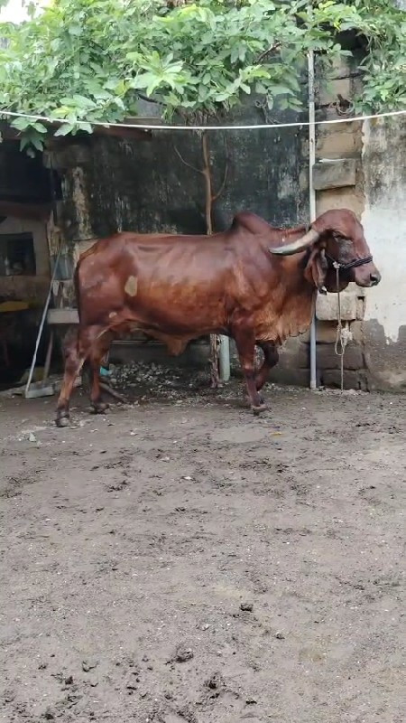 ગીર ગાય વેચવાની...