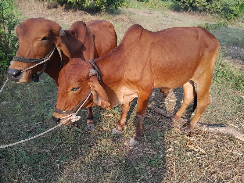 ગોધલા વેસવાના સ...