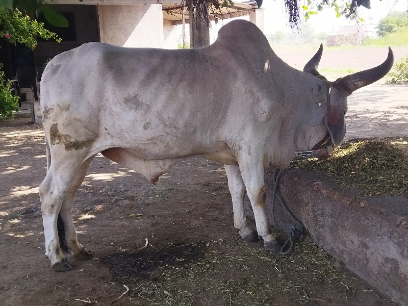 ઞોધલો વેચવાનો છ...