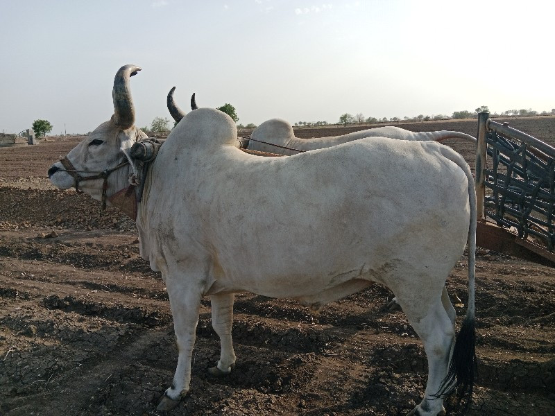 બળદ વેચવા ના છે