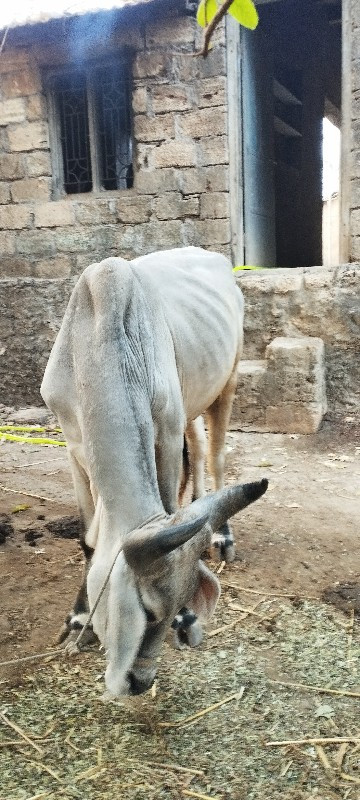 બળદ