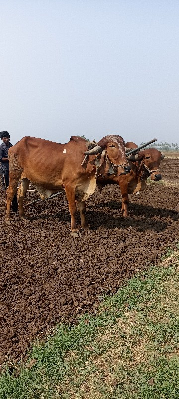 ગોઢલા