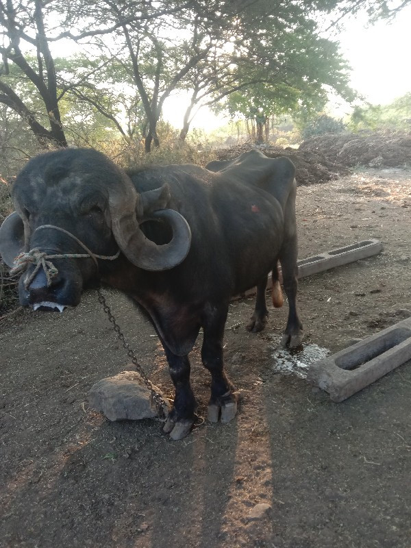 પાડોવેચવાનોછે