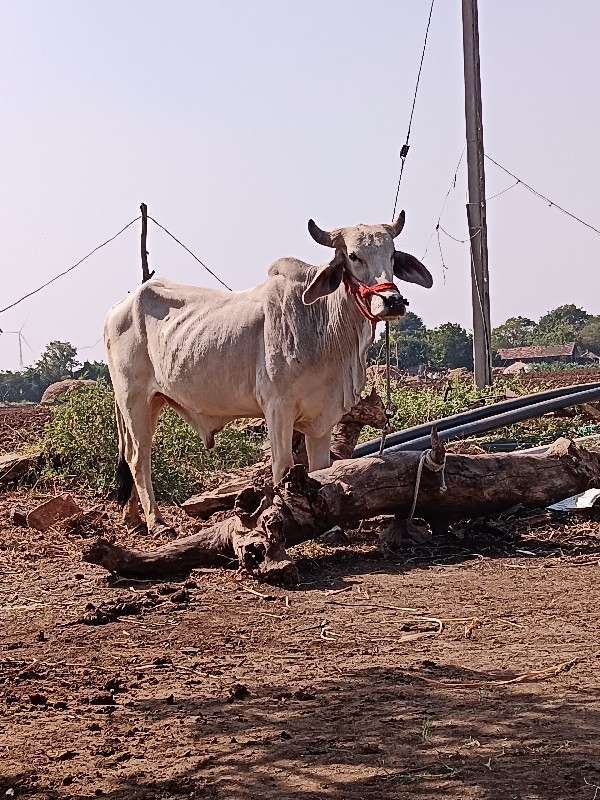 ગોદલા વેચવાના છ...