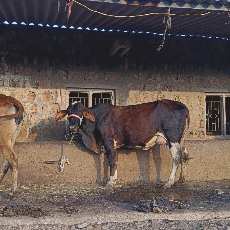 ગાય વેચવાની છે