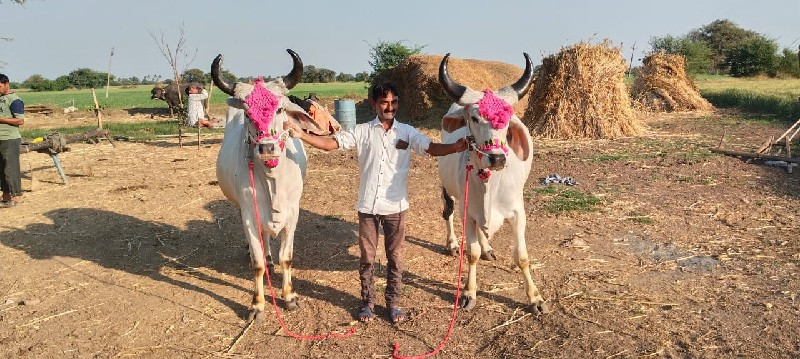 ગોઢલા