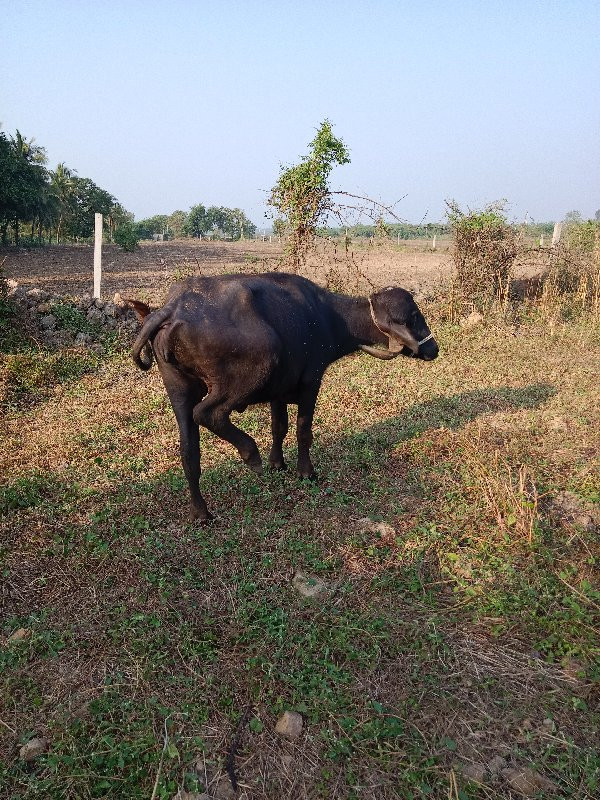 ખળેલી વેચવાની છ...