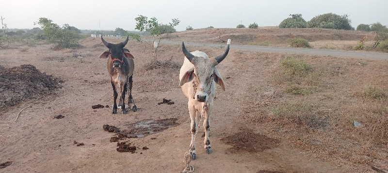 ગોધલા વેચવાના છ...