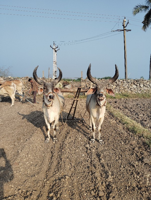 બળધુ વેશવાના છે