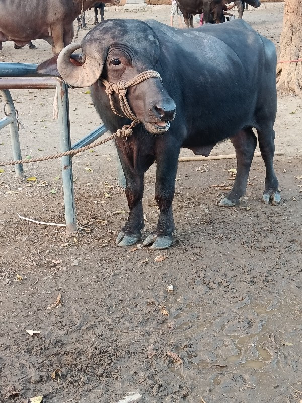 પાડો વેસવાનો છે