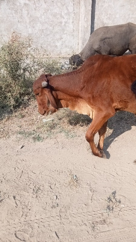 બે વર્ષની વાંસળ...