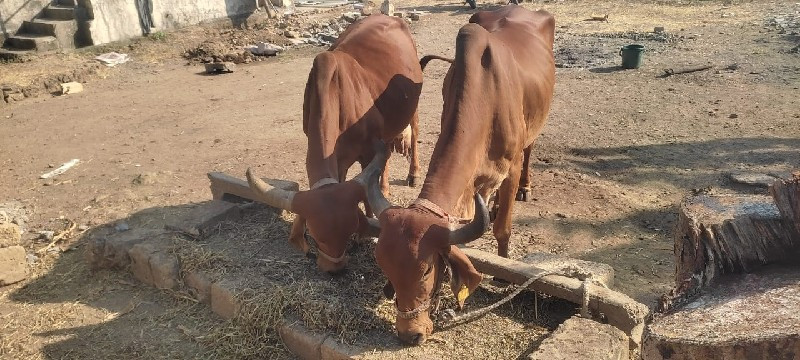 બે ગાયું વેચવાન...