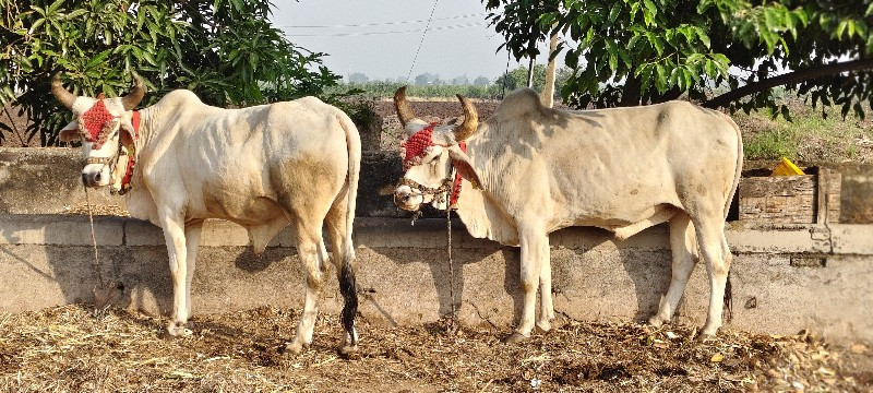 badhi javabadaa...