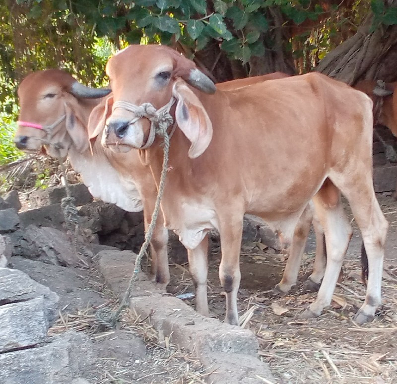 બંને ગોધલા વેચવ...