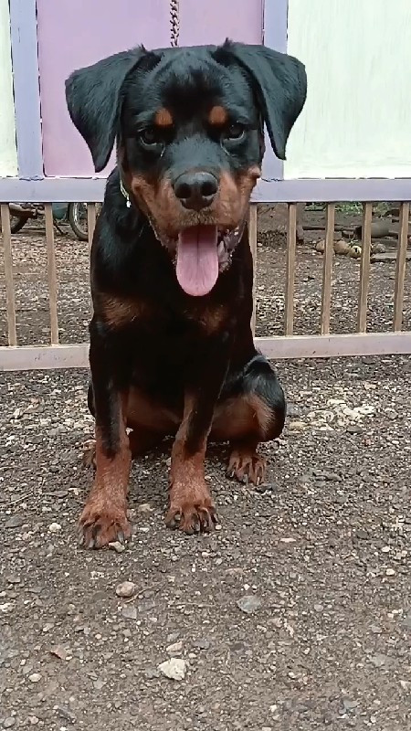 Rottweiler male