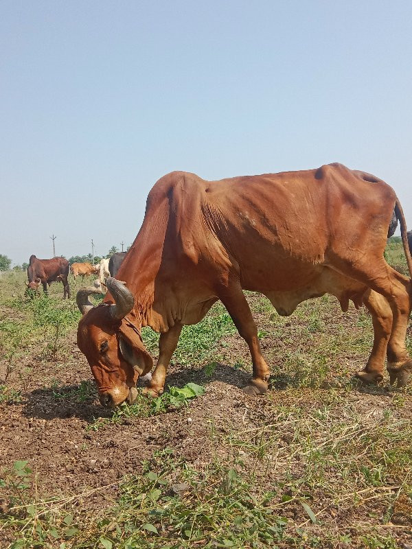 ગાય