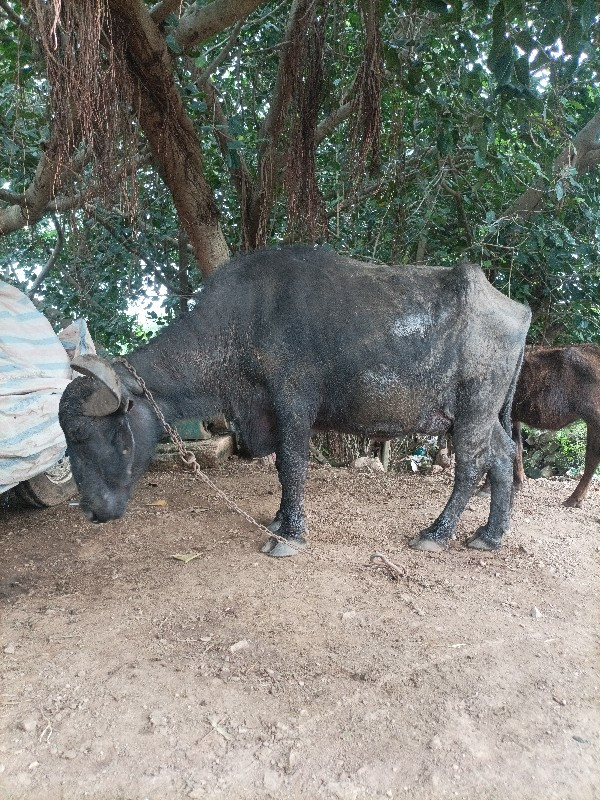 ભેંસ વેચવાની સે