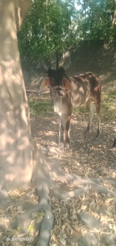 સાગર સોલંકી ઉપલ...