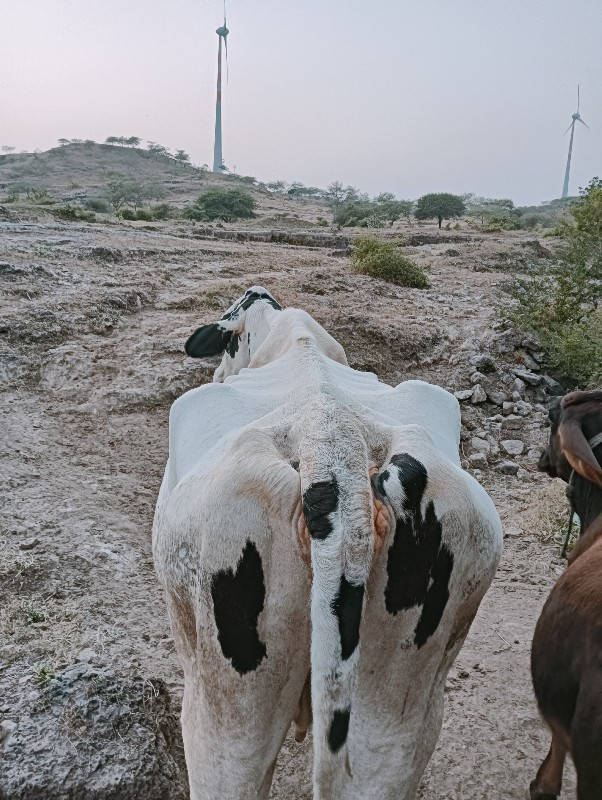 ગાય