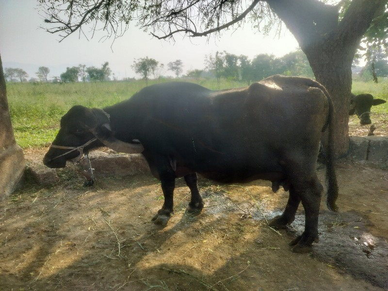 ભેંસ વેચવાની છે...